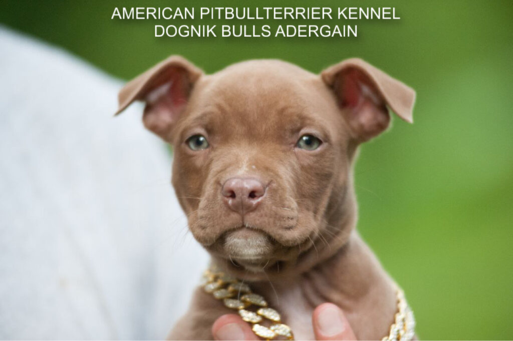 Buy pitbull puppy