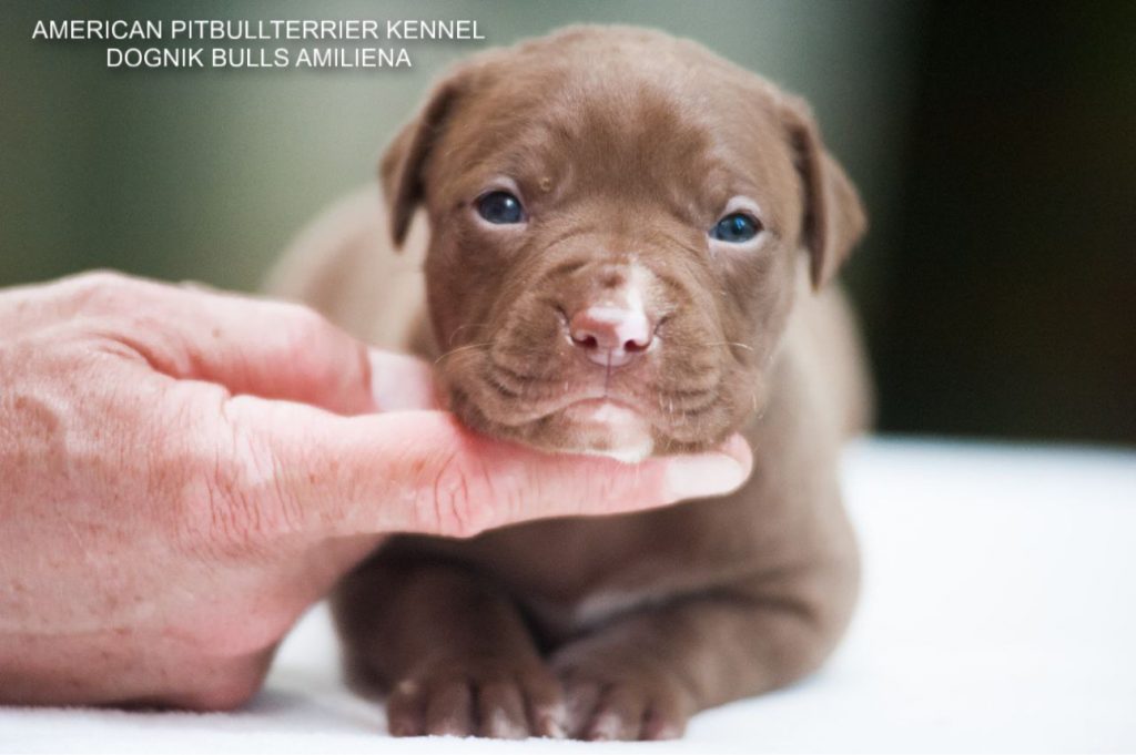 Pitbull puppy for sale Dognik Bulls Amiliena