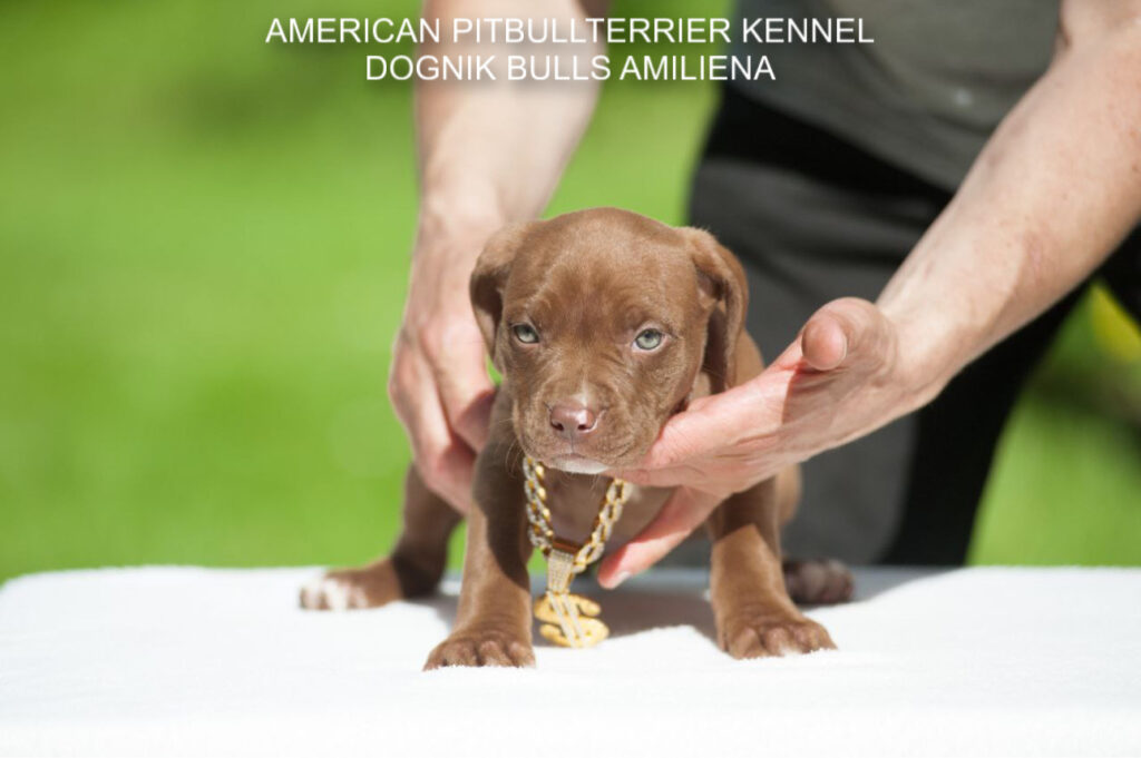 Chocolate pitbull puppy for sale