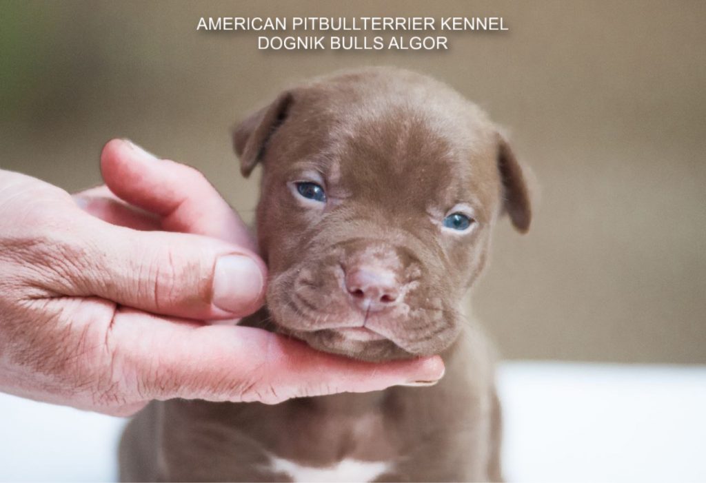 Pitbull puppy for sale Dognik Bulls Algor