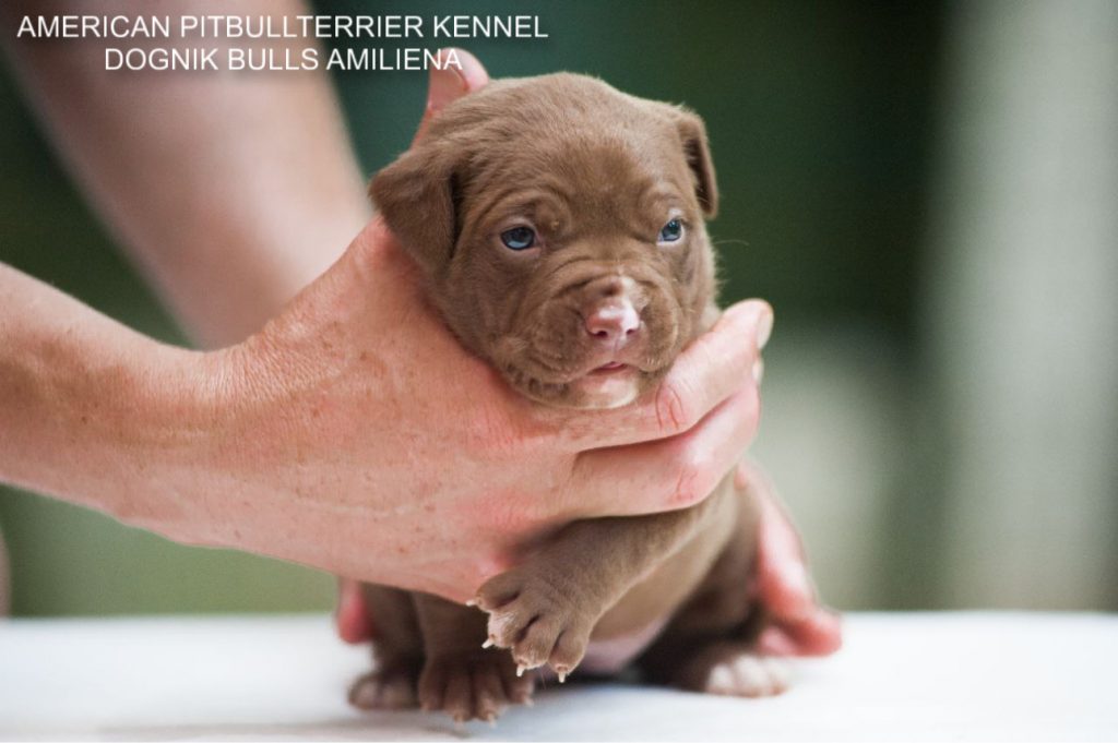 Pitbull puppy for sale Dognik Bulls Amiliena