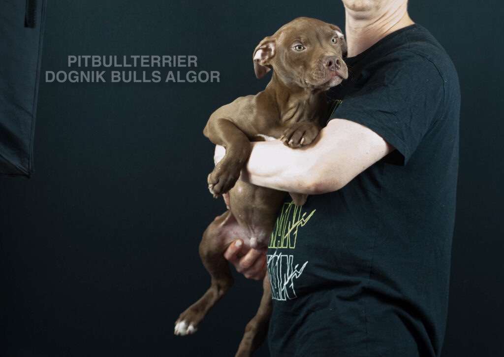 American pitbull terrier puppy Dognik Bulls Algor. For sale from Dognik Bulls kennel. Parents: Dognik Bulls Victor x Dognik Bulls Cutiepie. Vaccianted, microchipped, with ADBA pedigree, pet passport. Pitbull puppy for sale in Europe. European american pitbull terrier kennel Dognik Bulls