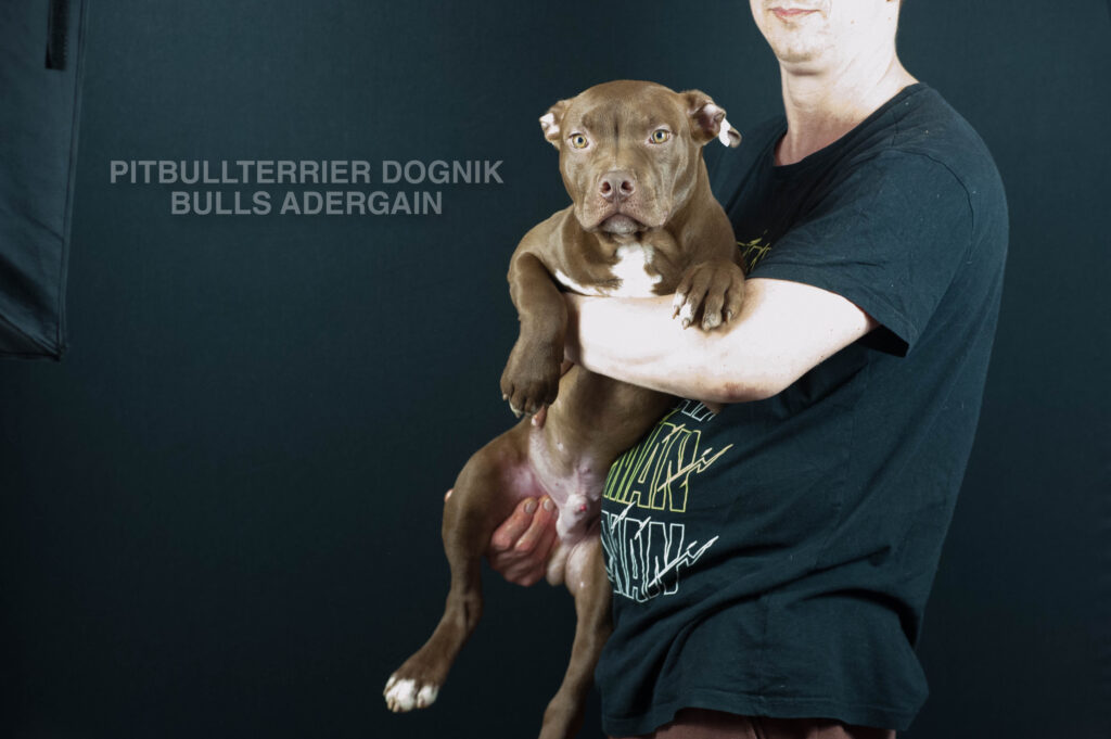 American pitbull terrier Dognik Bulss Adergain for sale. European pitbull terrier kennel Dognik Bulls