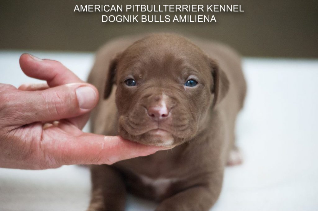 Pitbull puppy for sale Dognik Bulls Amiliena