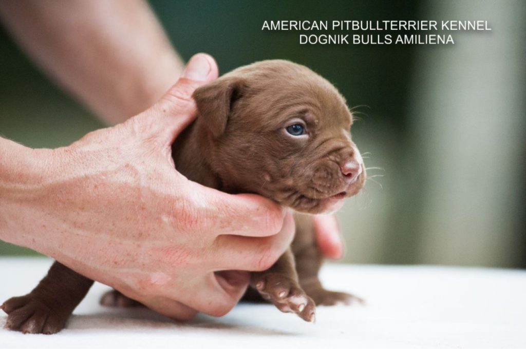 Pitbull puppy for sale Dognik Bulls Amiliena
