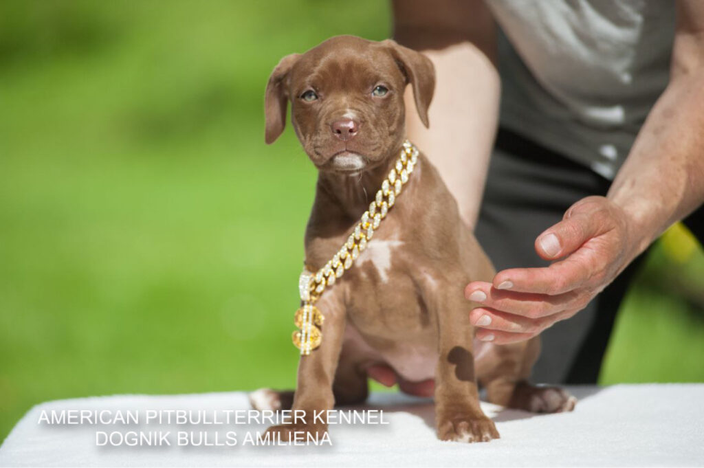 Chocolate pitbull puppy for sale