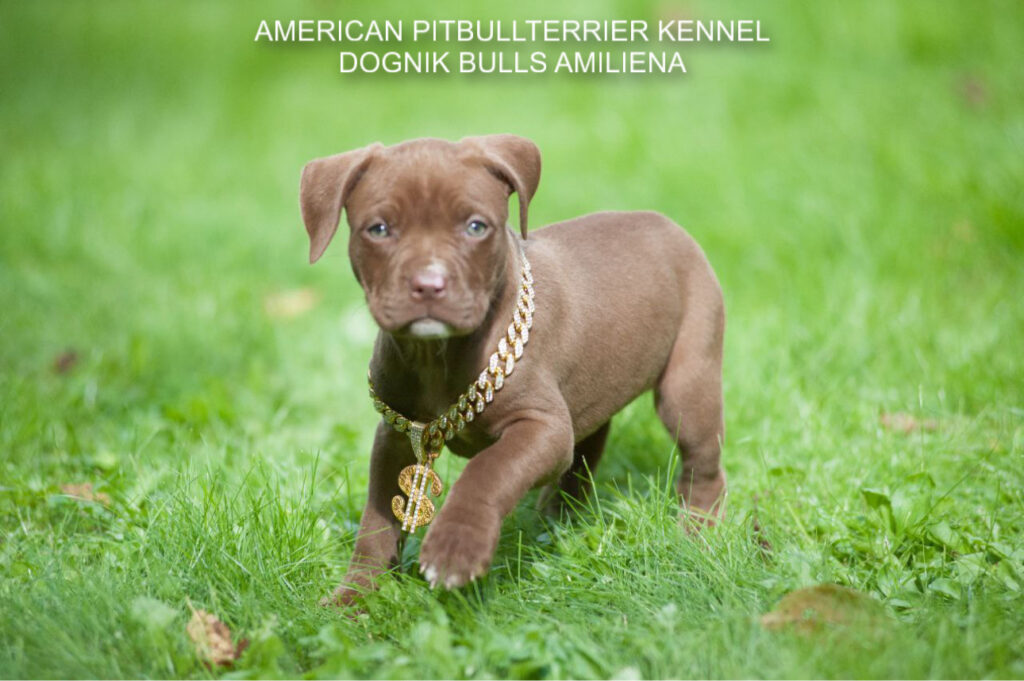 Pitbullterrier Dognik Bulls Amiliena