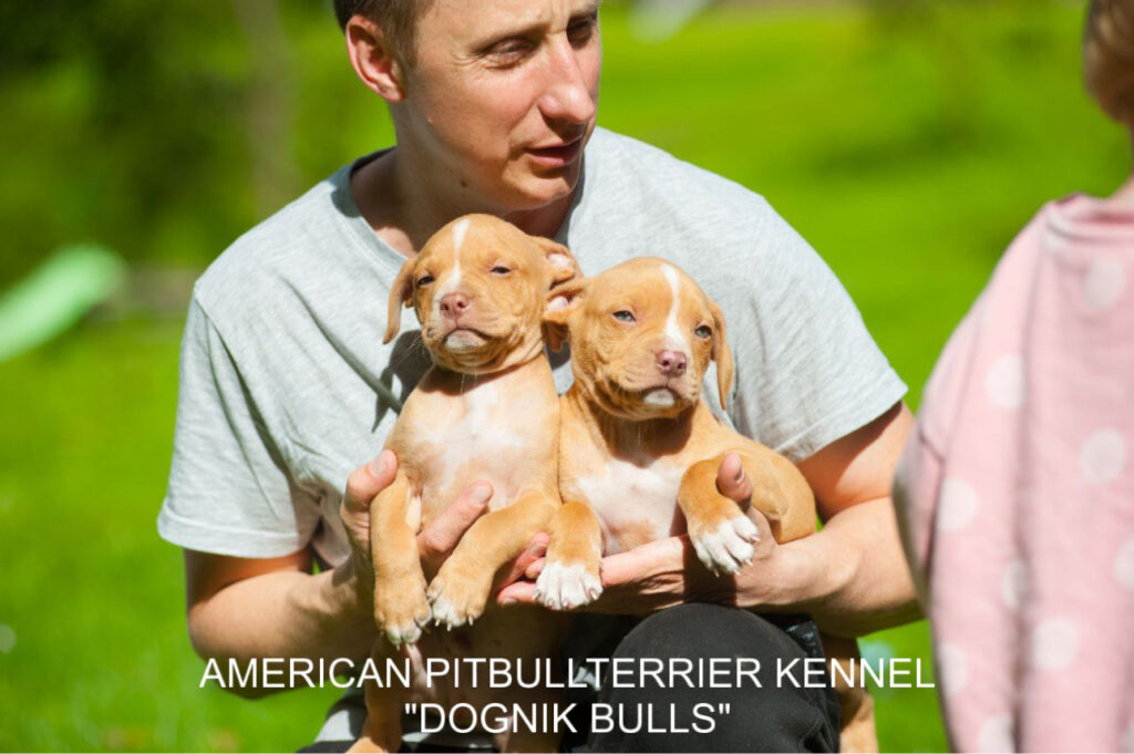 Pitbull terrier kennel puppies for sale