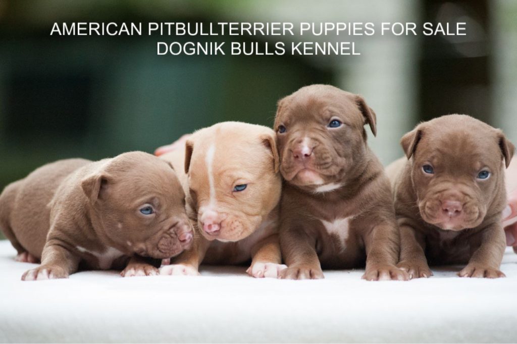 American pitbullterrier puppy