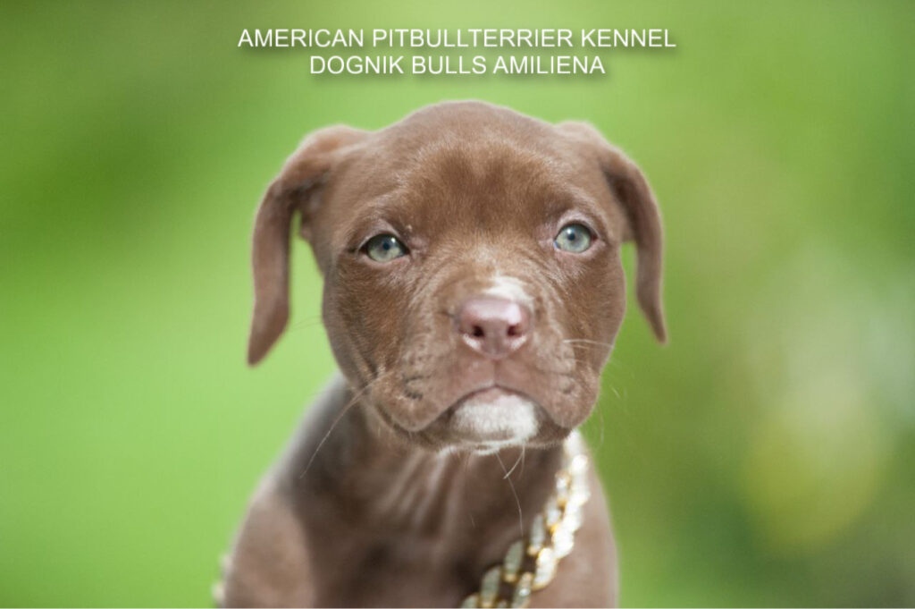 Pitbullterrier Dognik Bulls Amiliena