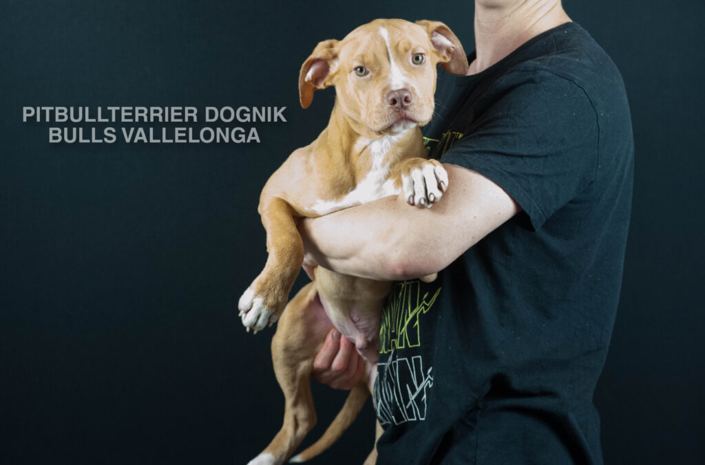 American pitbull terrier puppy for sale, Dognik Bulls Vallelonga. Ready to go to any part of Europe. Born in Dognik Bulls kennel. Red rednose pitbull puppy for sale