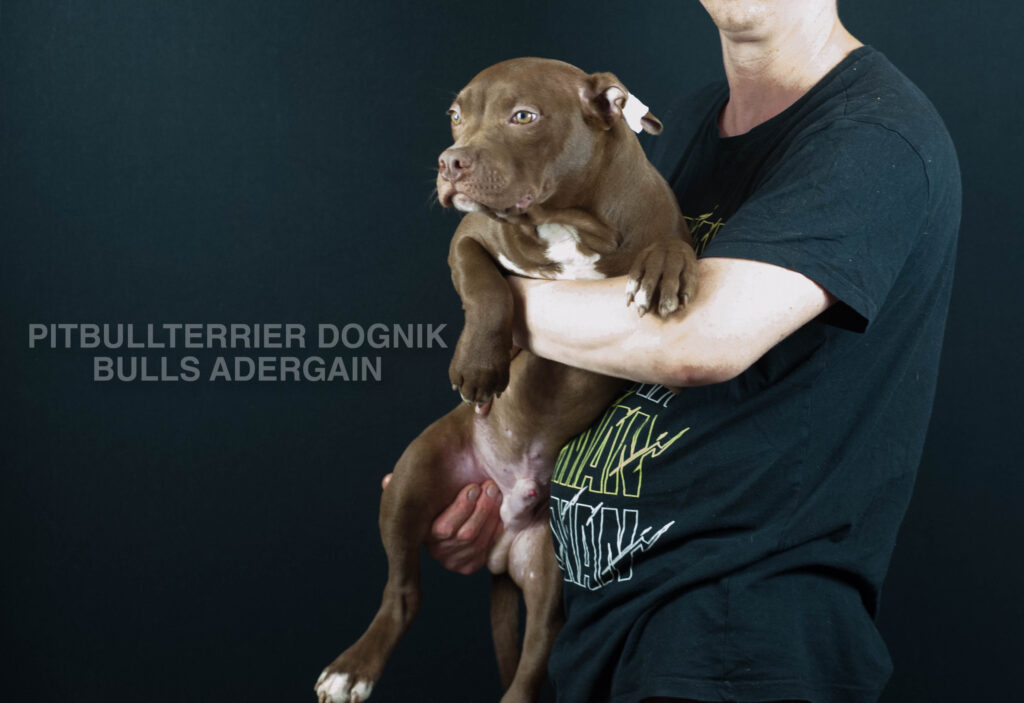 American pitbull terrier Dognik Bulss Adergain for sale. European pitbull terrier kennel Dognik Bulls