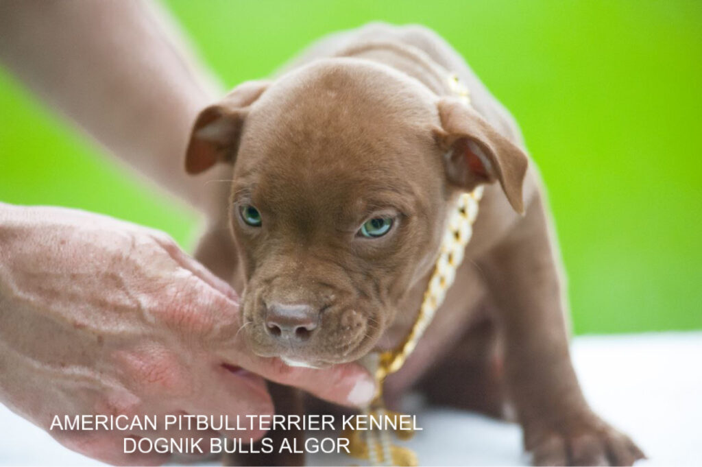 American pitbull terrier