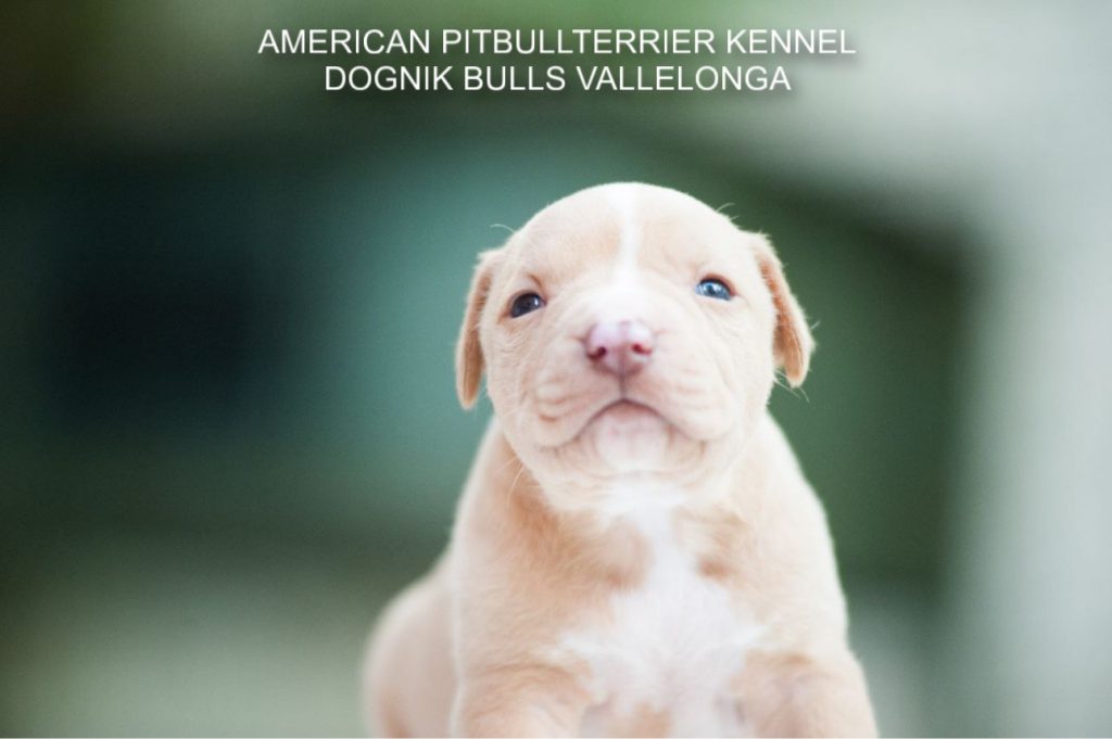 Pitbull puppy for sale Dognik Bulls Vallelonga