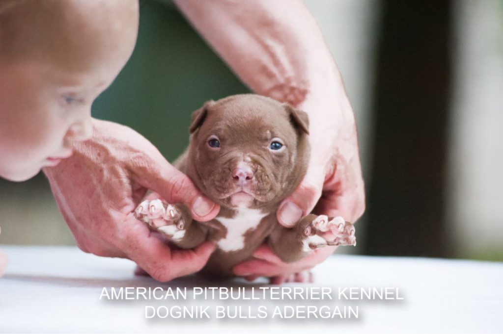 Pitbull puppy for sale Dognik Bulls Adergain