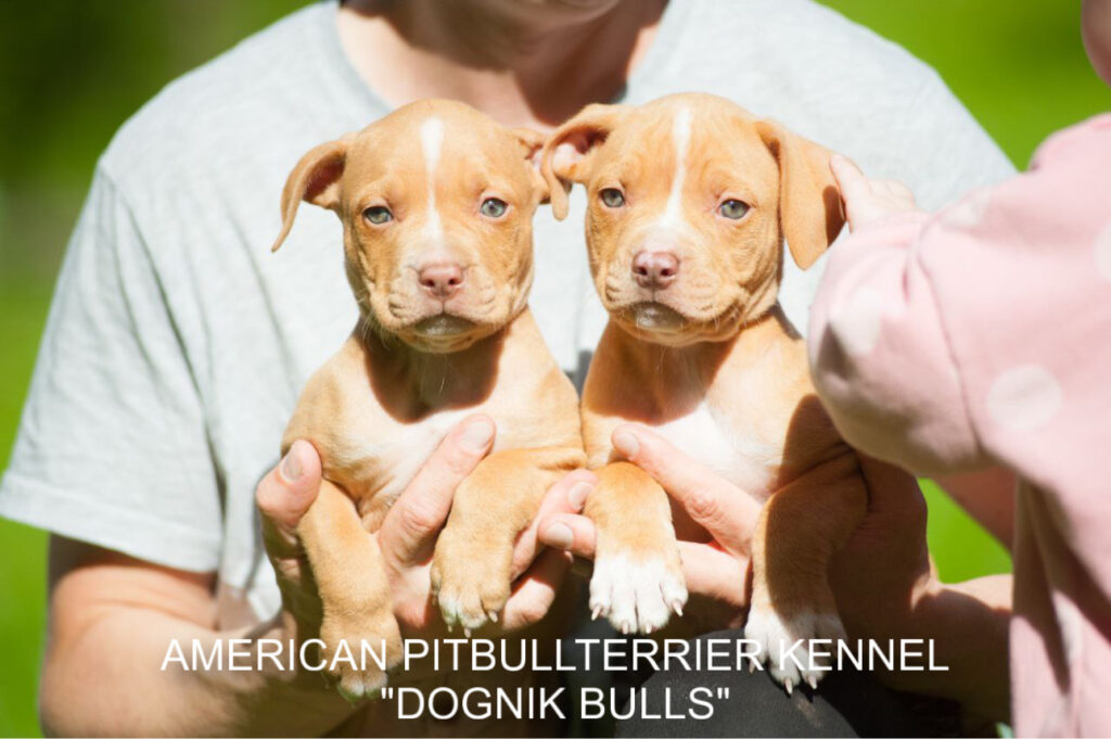 Pitbull terrier kennel puppies for sale