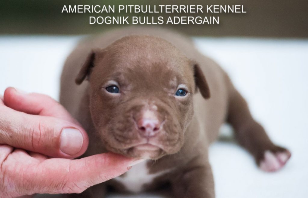 Pitbull puppy for sale Dognik Bulls Adergain