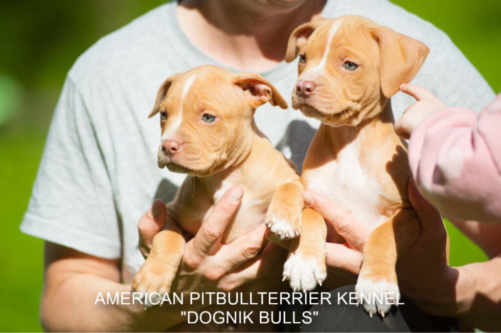 Pitbull terrier kennel puppies for sale