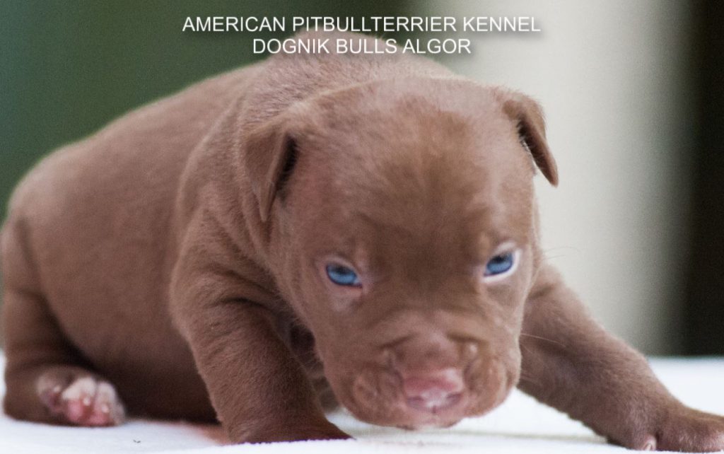 Pitbull puppy for sale Dognik Bulls Algor