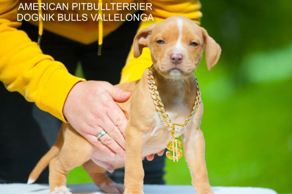 Pitbullterrier Dognik Bulls Vallelonga