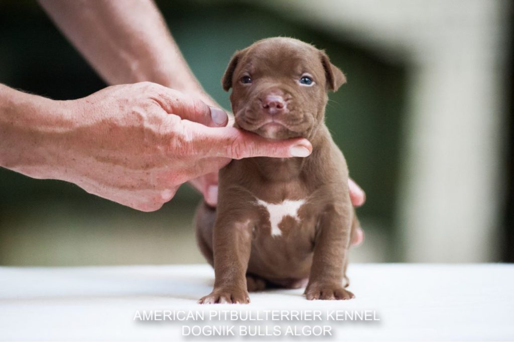 Pitbull puppy for sale Dognik Bulls Algor