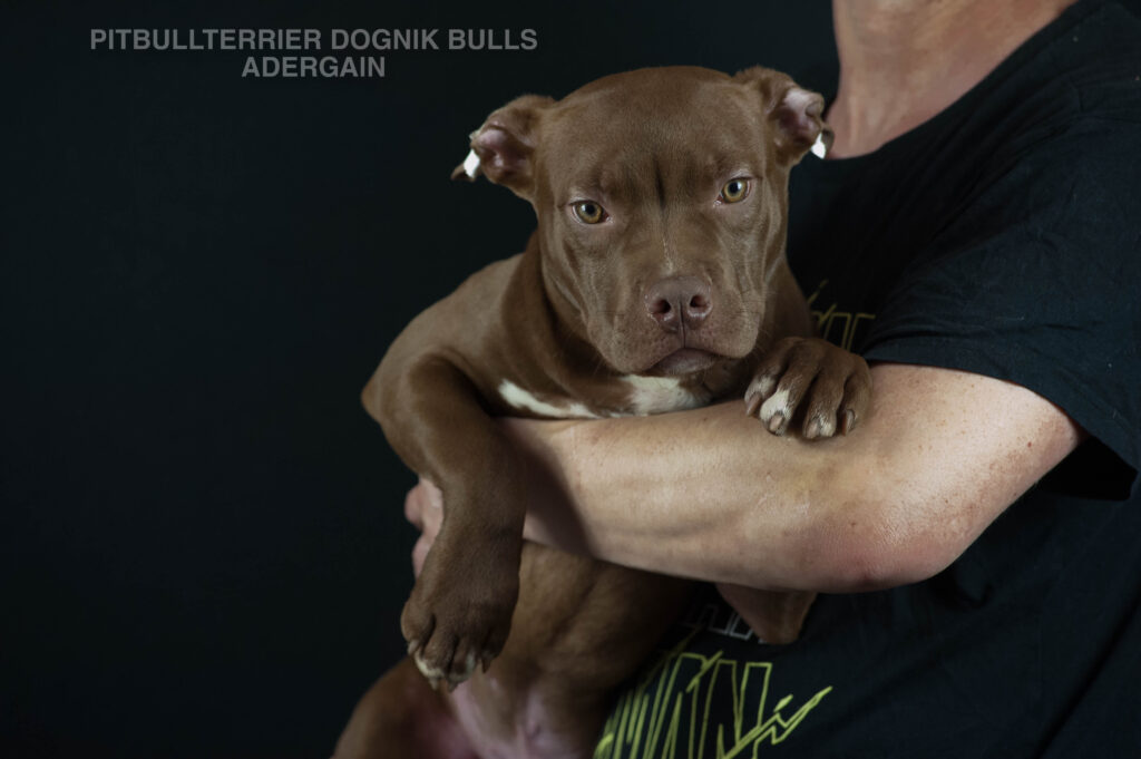 American pitbull terrier Dognik Bulss Adergain for sale. European pitbull terrier kennel Dognik Bulls