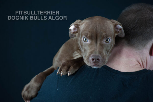 American pitbull terrier puppy Dognik Bulls Algor. For sale from Dognik Bulls kennel. Parents: Dognik Bulls Victor x Dognik Bulls Cutiepie. Vaccianted, microchipped, with ADBA pedigree, pet passport. Pitbull puppy for sale in Europe. European american pitbull terrier kennel Dognik Bulls