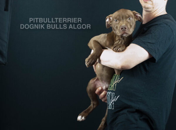 American pitbull terrier puppy Dognik Bulls Algor. For sale from Dognik Bulls kennel. Parents: Dognik Bulls Victor x Dognik Bulls Cutiepie. Vaccianted, microchipped, with ADBA pedigree, pet passport. Pitbull puppy for sale in Europe. European american pitbull terrier kennel Dognik Bulls