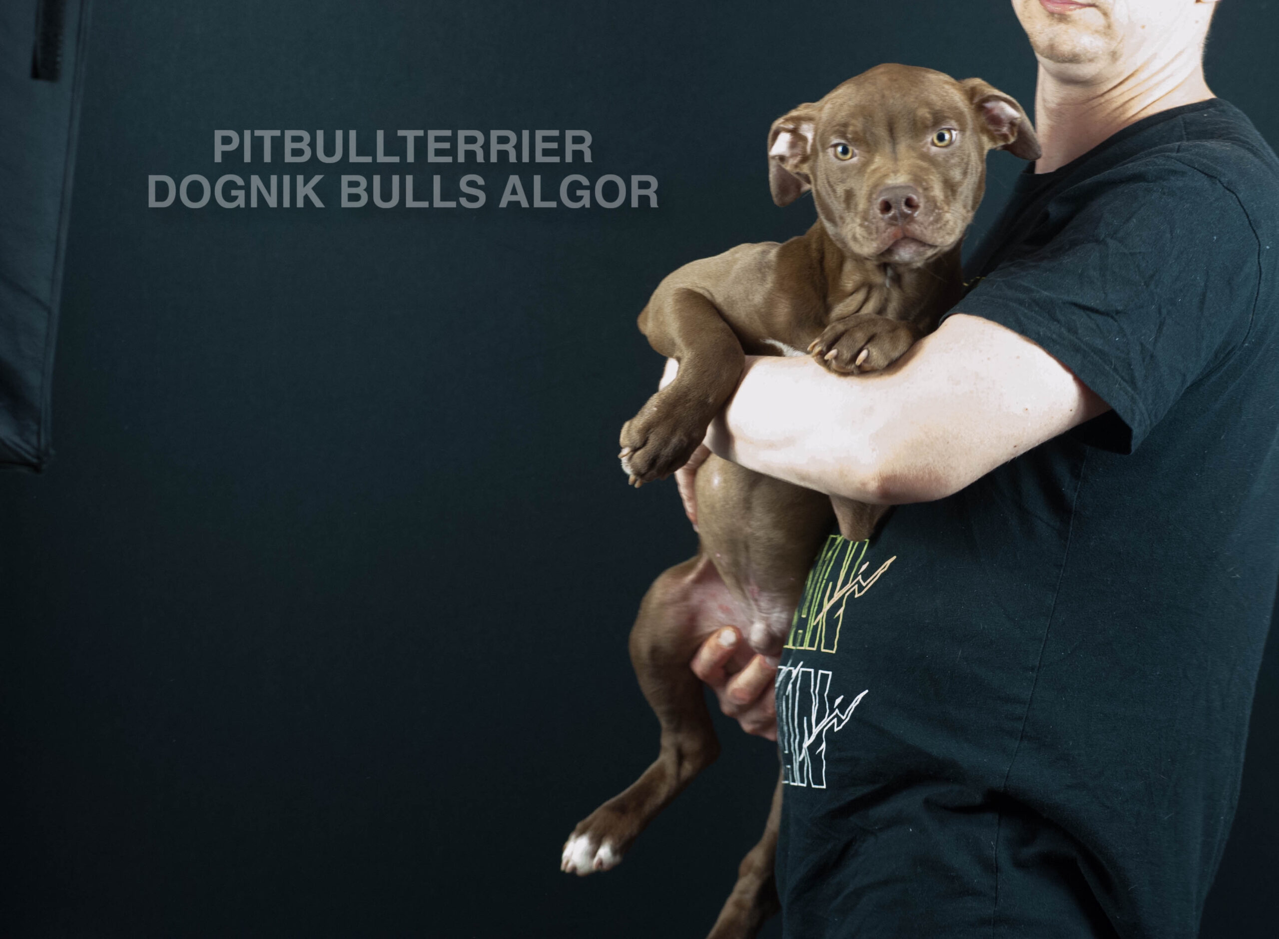 American pitbull terrier puppy Dognik Bulls Algor. For sale from Dognik Bulls kennel. Parents: Dognik Bulls Victor x Dognik Bulls Cutiepie. Vaccianted, microchipped, with ADBA pedigree, pet passport. Pitbull puppy for sale in Europe. European american pitbull terrier kennel Dognik Bulls