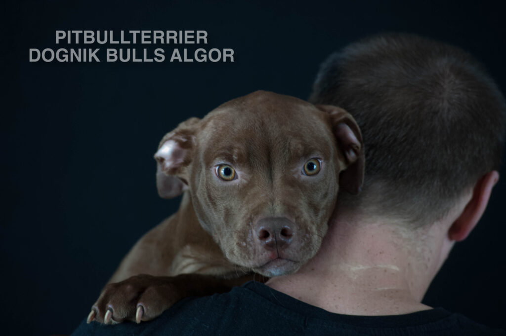 American pitbull terrier puppy Dognik Bulls Algor. For sale from Dognik Bulls kennel. Parents: Dognik Bulls Victor x Dognik Bulls Cutiepie. Vaccianted, microchipped, with ADBA pedigree, pet passport. Pitbull puppy for sale in Europe. European american pitbull terrier kennel Dognik Bulls