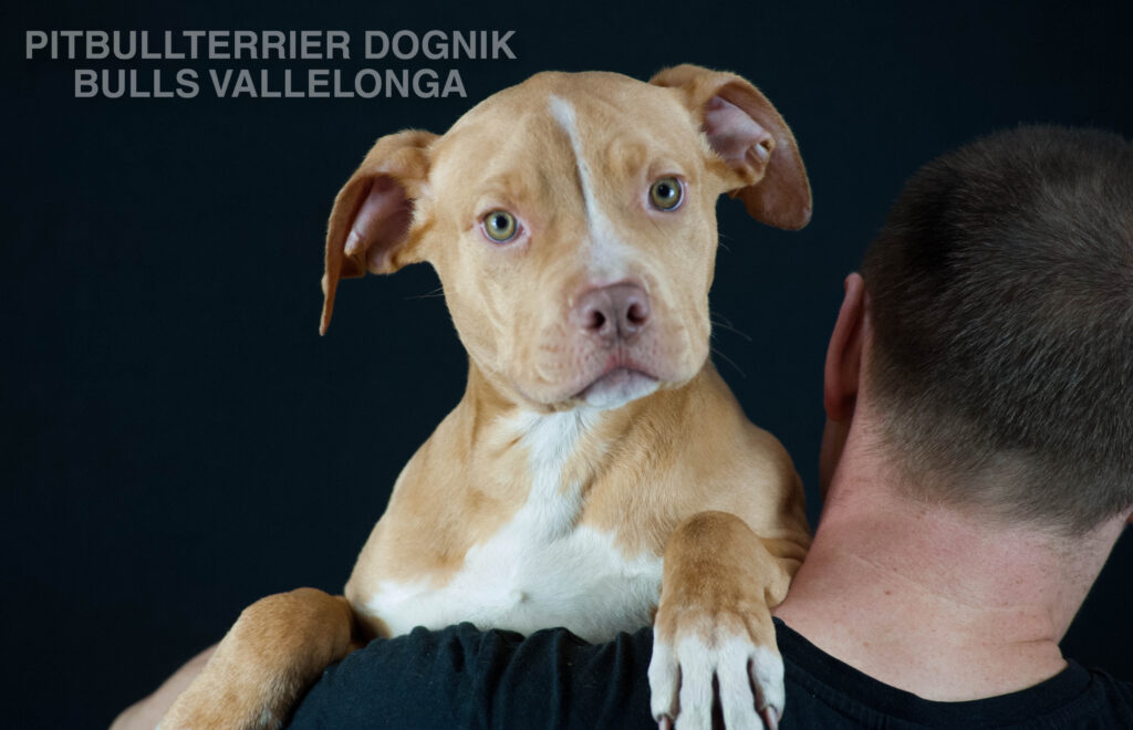 American pitbull terrier puppy for sale, Dognik Bulls Vallelonga. Ready to go to any part of Europe. Born in Dognik Bulls kennel. Red rednose pitbull puppy for sale
