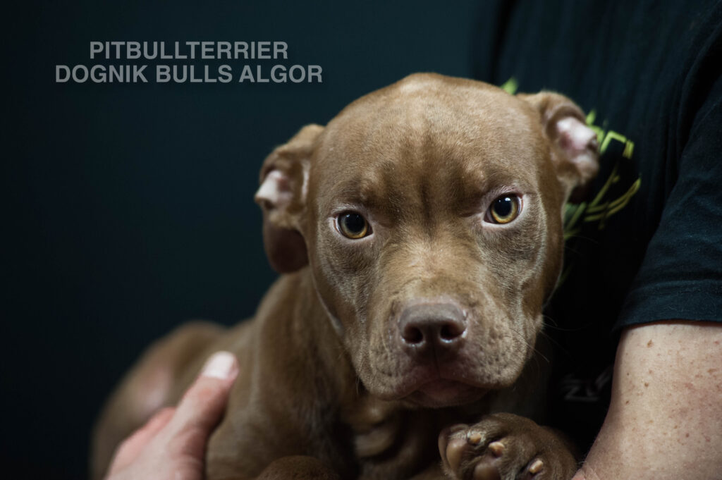 American pitbull terrier puppy Dognik Bulls Algor. For sale from Dognik Bulls kennel. Parents: Dognik Bulls Victor x Dognik Bulls Cutiepie. Vaccianted, microchipped, with ADBA pedigree, pet passport. Pitbull puppy for sale in Europe. European american pitbull terrier kennel Dognik Bulls