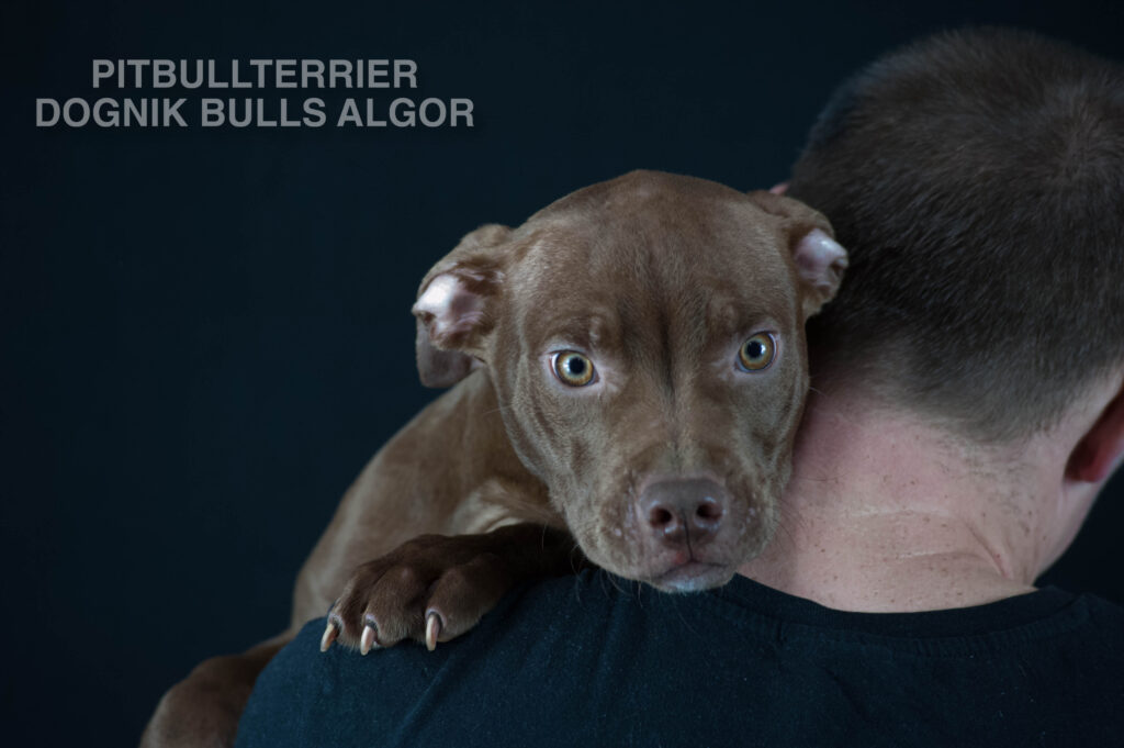 American pitbull terrier puppy Dognik Bulls Algor. For sale from Dognik Bulls kennel. Parents: Dognik Bulls Victor x Dognik Bulls Cutiepie. Vaccianted, microchipped, with ADBA pedigree, pet passport. Pitbull puppy for sale in Europe. European american pitbull terrier kennel Dognik Bulls
