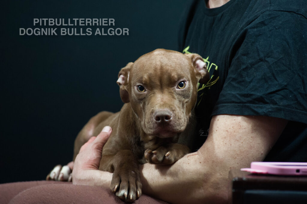 American pitbull terrier puppy Dognik Bulls Algor. For sale from Dognik Bulls kennel. Parents: Dognik Bulls Victor x Dognik Bulls Cutiepie. Vaccianted, microchipped, with ADBA pedigree, pet passport. Pitbull puppy for sale in Europe. European american pitbull terrier kennel Dognik Bulls