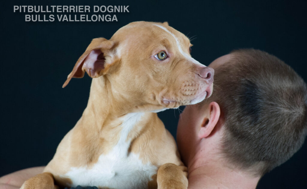 American pitbull terrier puppy for sale, Dognik Bulls Vallelonga. Ready to go to any part of Europe. Born in Dognik Bulls kennel. Red rednose pitbull puppy for sale
