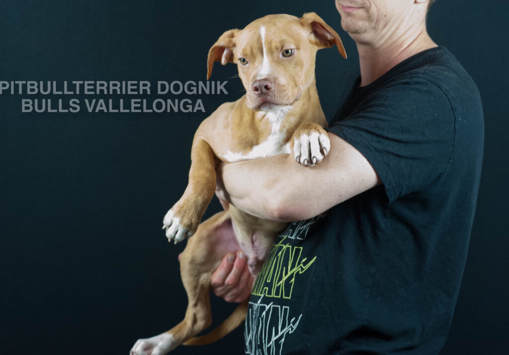 American pitbull terrier puppy for sale, Dognik Bulls Vallelonga. Ready to go to any part of Europe. Born in Dognik Bulls kennel. Red rednose pitbull puppy for sale