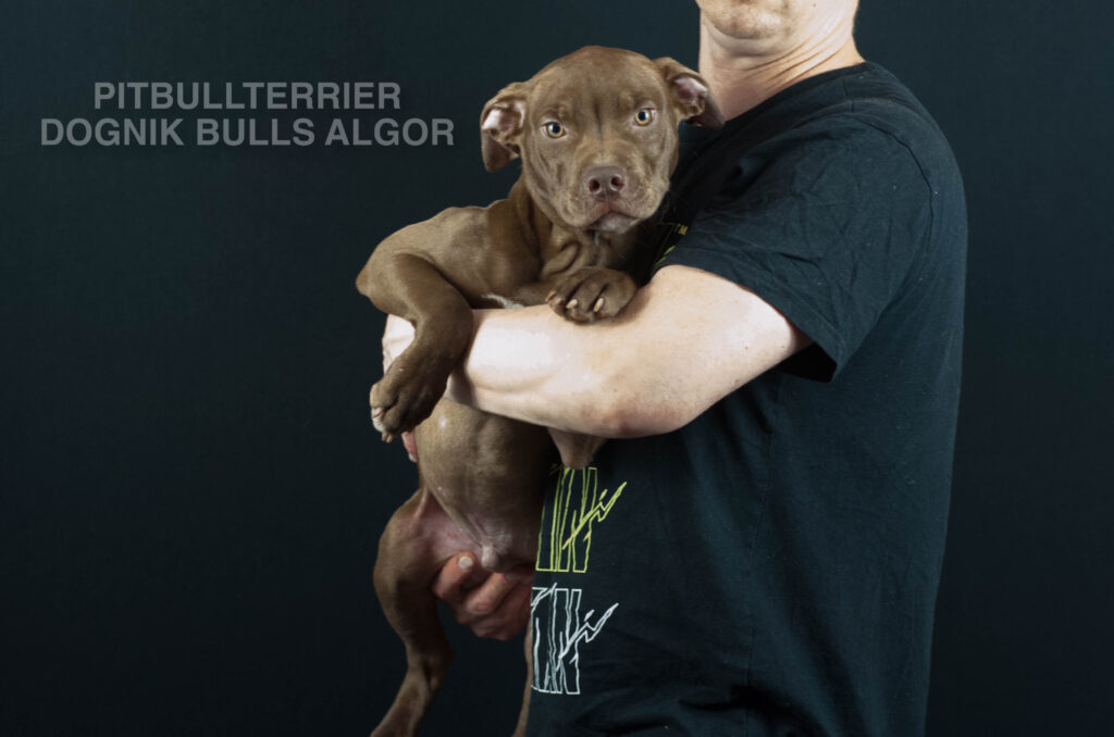 American pitbull terrier puppy Dognik Bulls Algor. For sale from Dognik Bulls kennel. Parents: Dognik Bulls Victor x Dognik Bulls Cutiepie. Vaccianted, microchipped, with ADBA pedigree, pet passport. Pitbull puppy for sale in Europe. European american pitbull terrier kennel Dognik Bulls