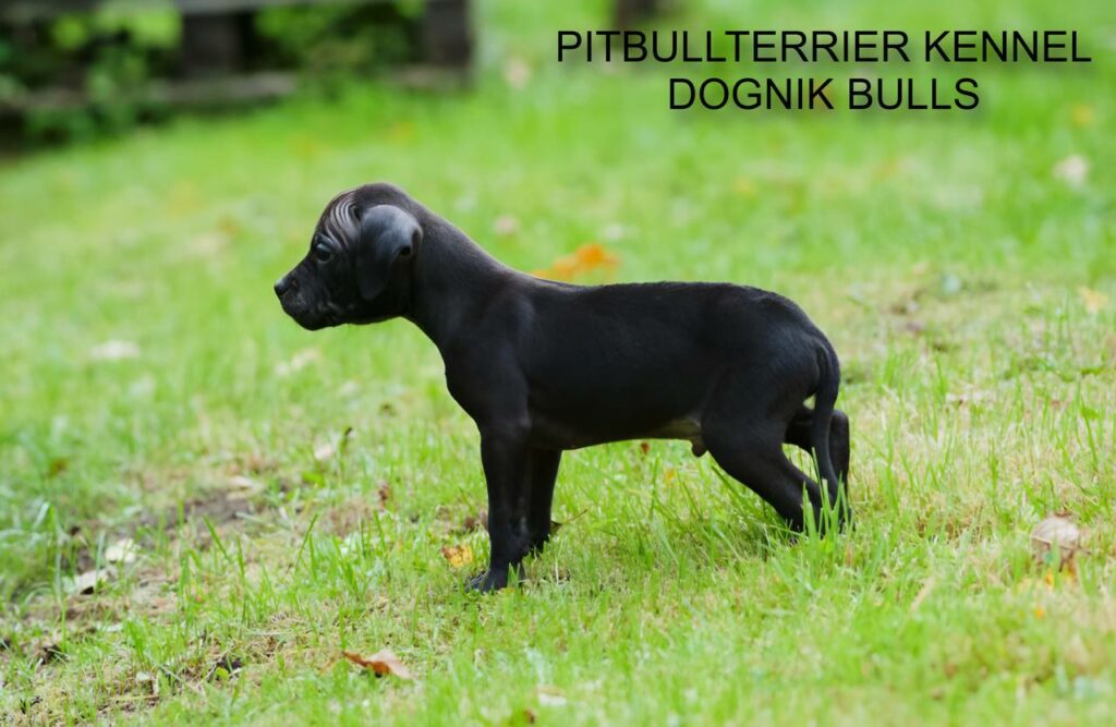 black pitbull terrier puppy standing in profile on grass, Dognik Bulls kennel Latvia