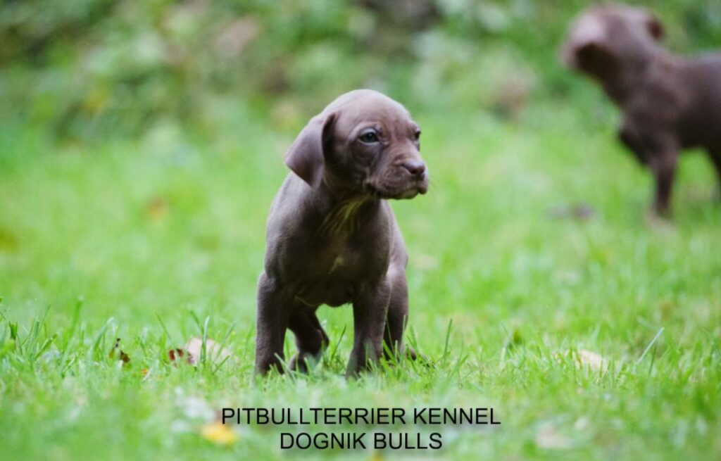 two rednose pitbull terrier puppies outdoors, Dognik Bulls kennel Latvia