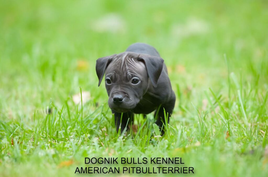 black american pitbull terrier puppy on green grass, Dognik Bulls kennel Latvia