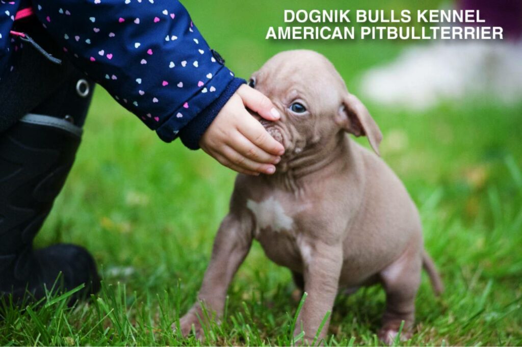 pitbull puppy touching child's hand, Dognik Bulls kennel Italy