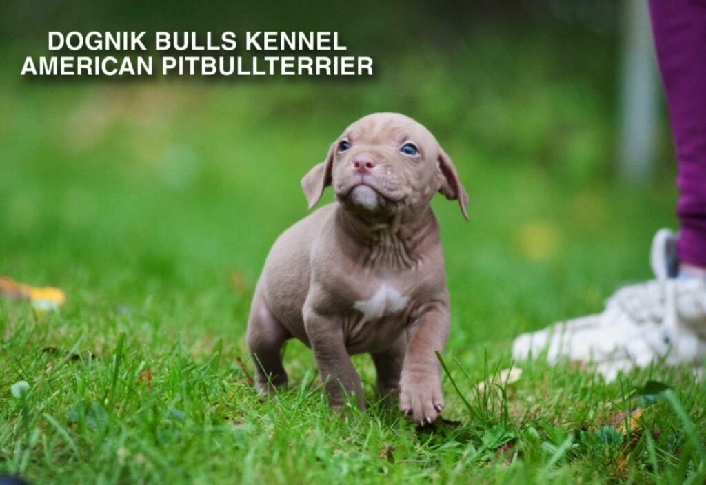 rednose pitbull puppy running in Dognik Bulls kennel European Union