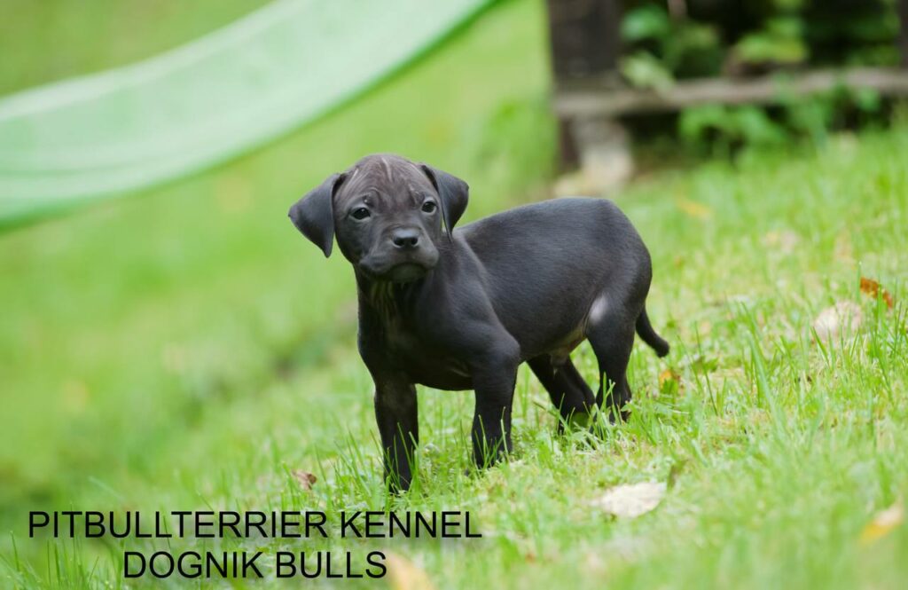 black american pitbull terrier puppy on green grass, Dognik Bulls kennel Latvia