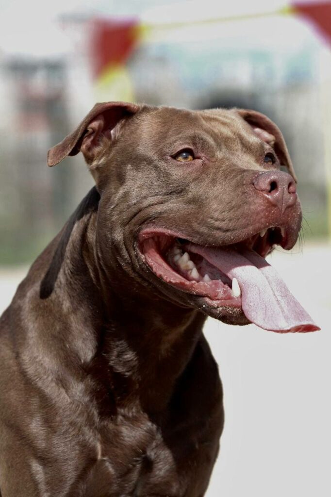 Dark chocolate pitbull puppies