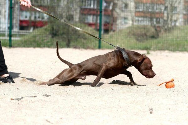 Dark chocolate pitbull puppies
