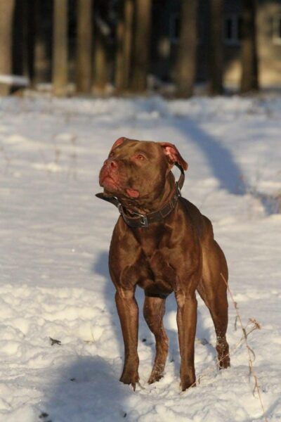 Dark chocolate pitbull puppies