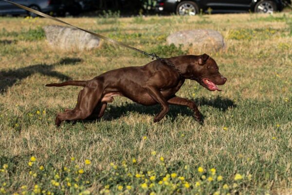 Dark chocolate pitbull puppies