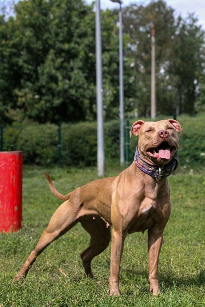 Chocolate pitbull Simona