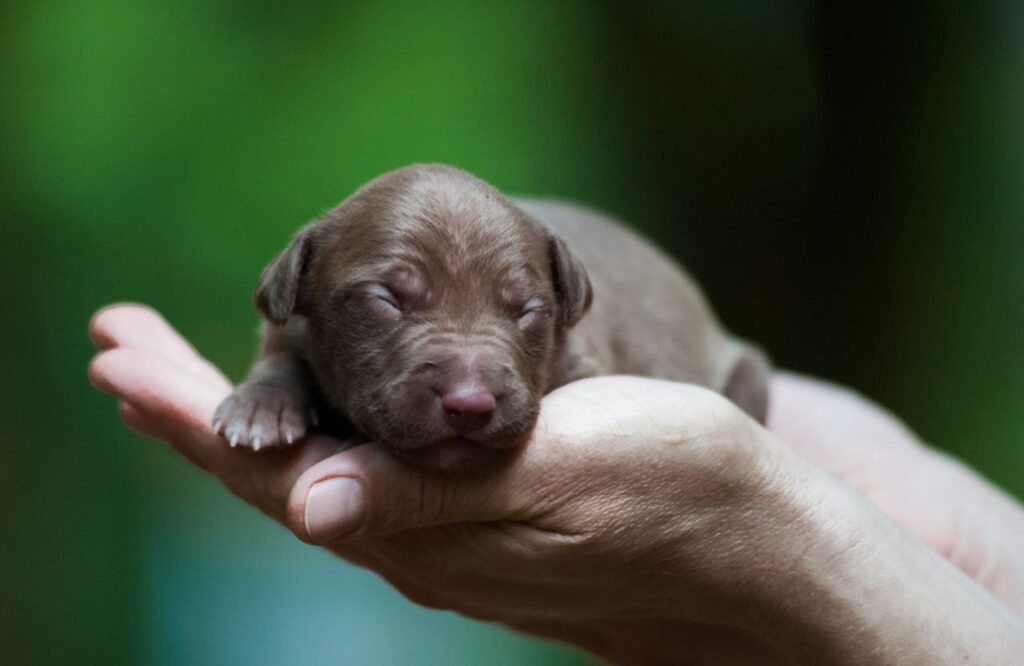 Full chocolate pitbull puppy