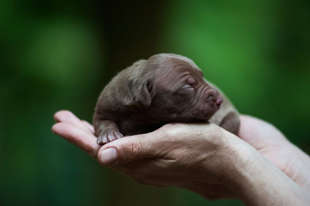 Full chocolate pitbull puppy